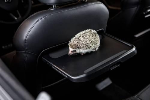 hedgehog on board behind passenger seat