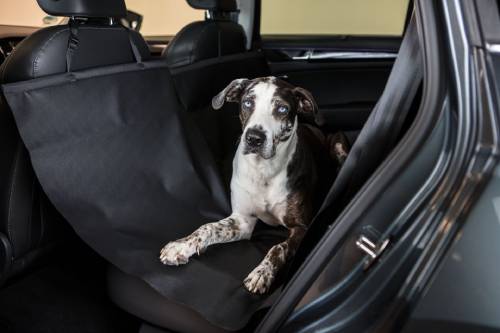 Dog sat on back seat