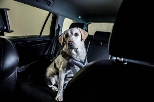 Dog sat in back seat with seatbelt on