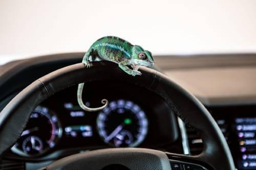 Chameleon on steering wheel 