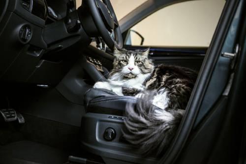 Cat sat in drivers seat