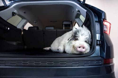 pig lying down in boot of vehicle