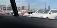 Volkswagen Tiguan Photo 24